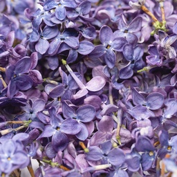 [182265] Lilac Edible Flowers 5 g Lioflor